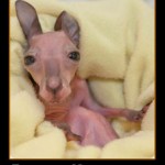 Random image: блоггинг кенгуру