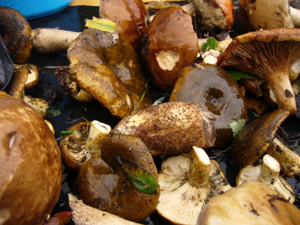 Чернушки Чернушки