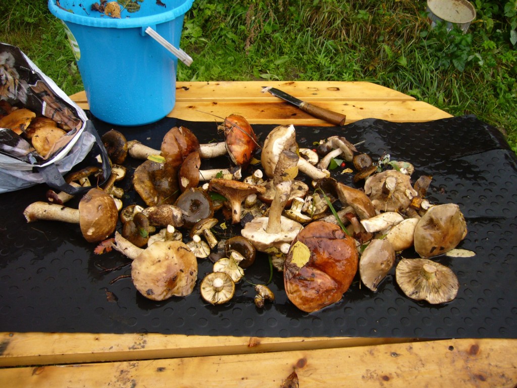 Трип №1 Трип №1