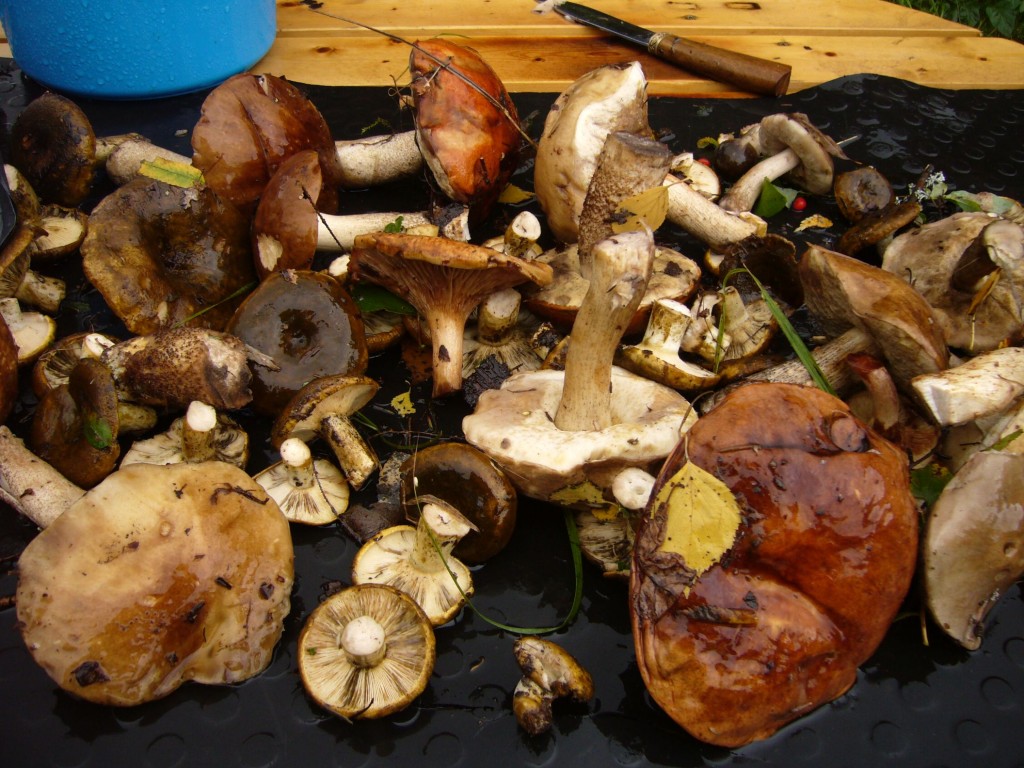 Трип №2 Трип №2