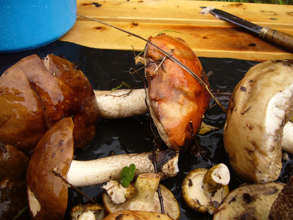 Трип №4 Трип №4